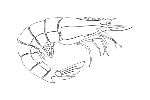 Shrimp Vector Design: Your Seafood Secret Weapon