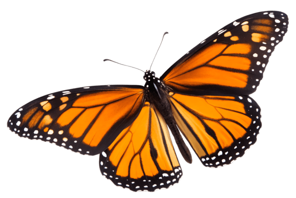 The Bold Aesthetic of the Monarch Butterfly